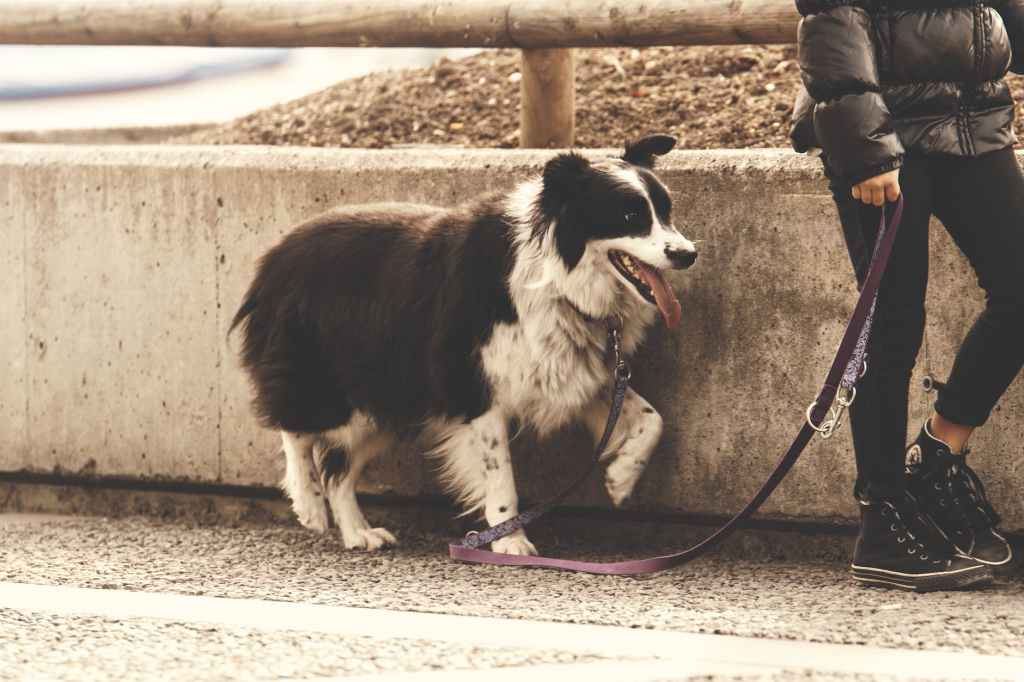 Embracing the New Year with Furry Friends: January – Walk Your Dog Month