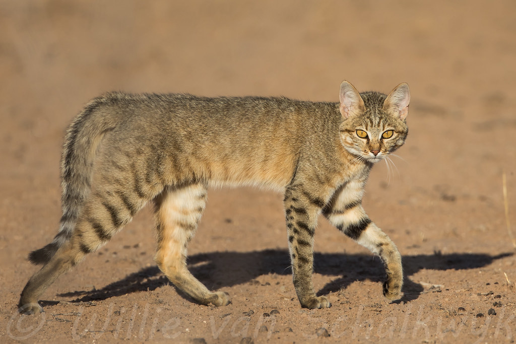 African wildcat (felis silvestris lybica)
