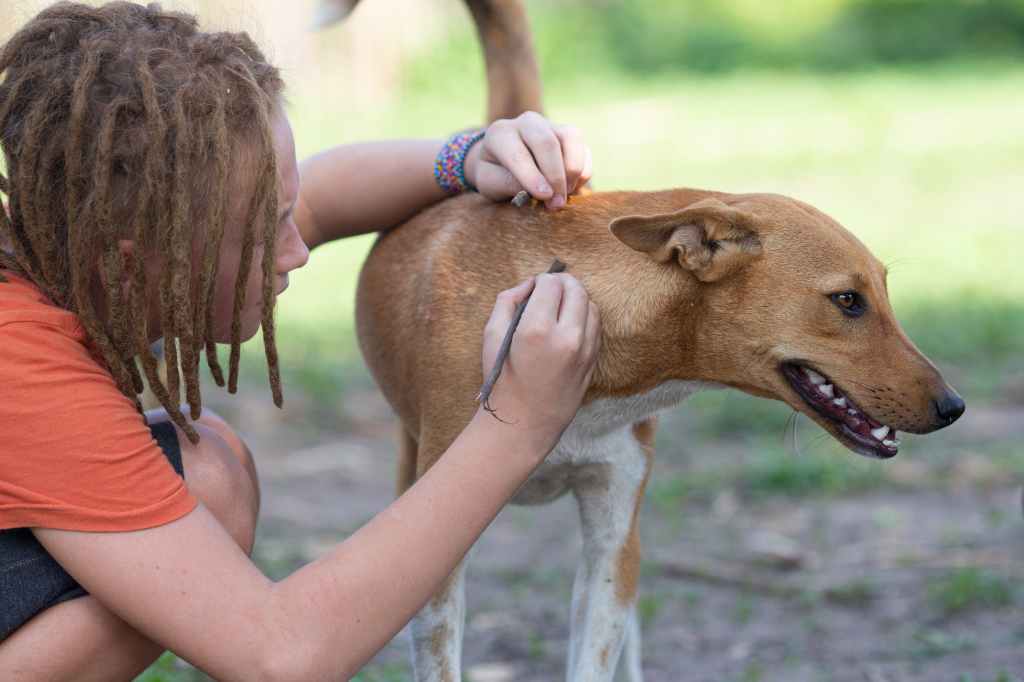 The Dangers of Heartworm: National Heartworm Awareness Month