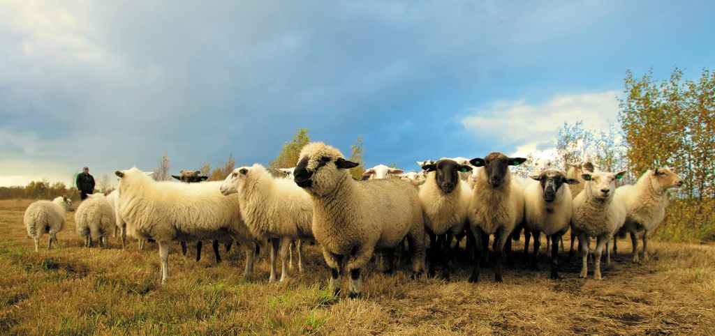 Becoming the Shepherd: A Guide to Caring for Sheep